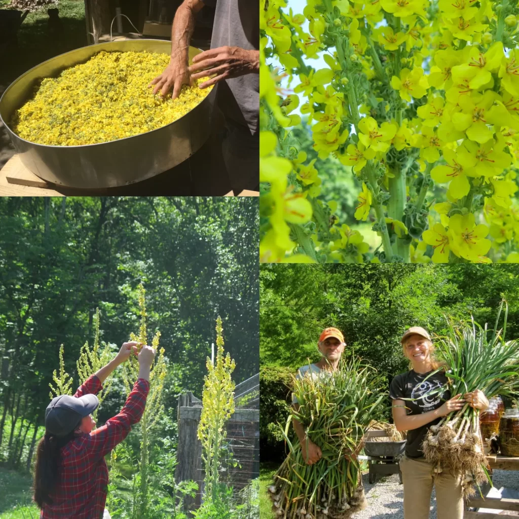 Equinox Botanicals Mullein Garlic Ear Oil natural herbal ear oil bottle